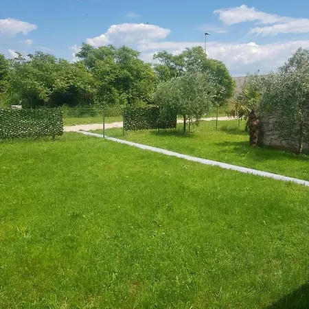 Olea * Umag