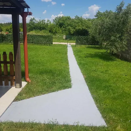 Olea * Umag